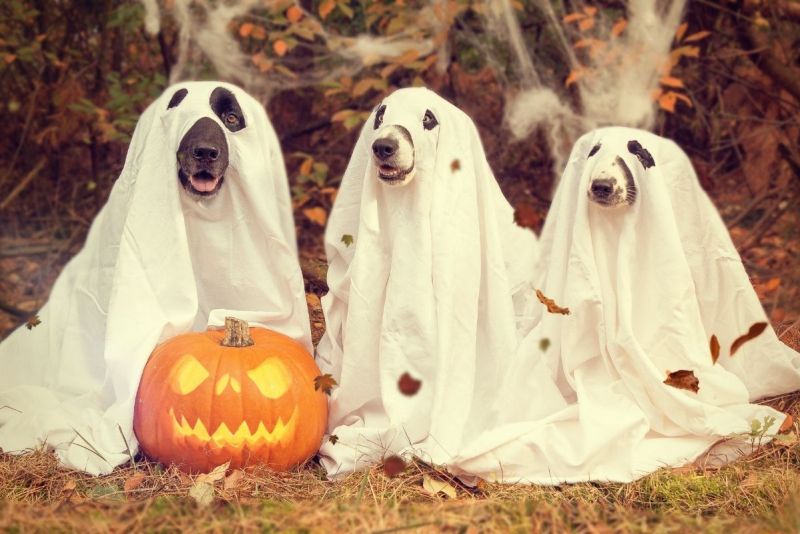 Three dogs draped in white sheets with their eyes and snouts cut out pose in front of a jack-o-lantern