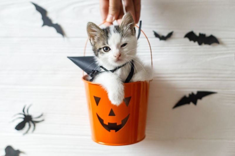 A white kitten with gray/brown around its earys sits in a plastic pumpkin pail with a jack-o-lantern on it. The kitten has one eye open and one paw hanging over the pail and is wearing a cape. behind the kitten are little paper bats on a white wall.