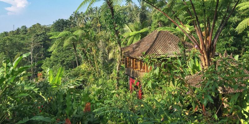 Eco-friendly jungle accommodation for ethical vegan travel planning