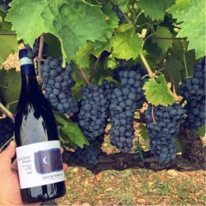 Top five vegan wines