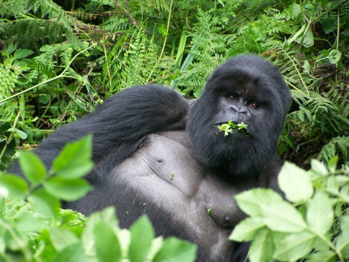 For an ethical safari of a different kind, head to Rwanda for gorilla trekking
