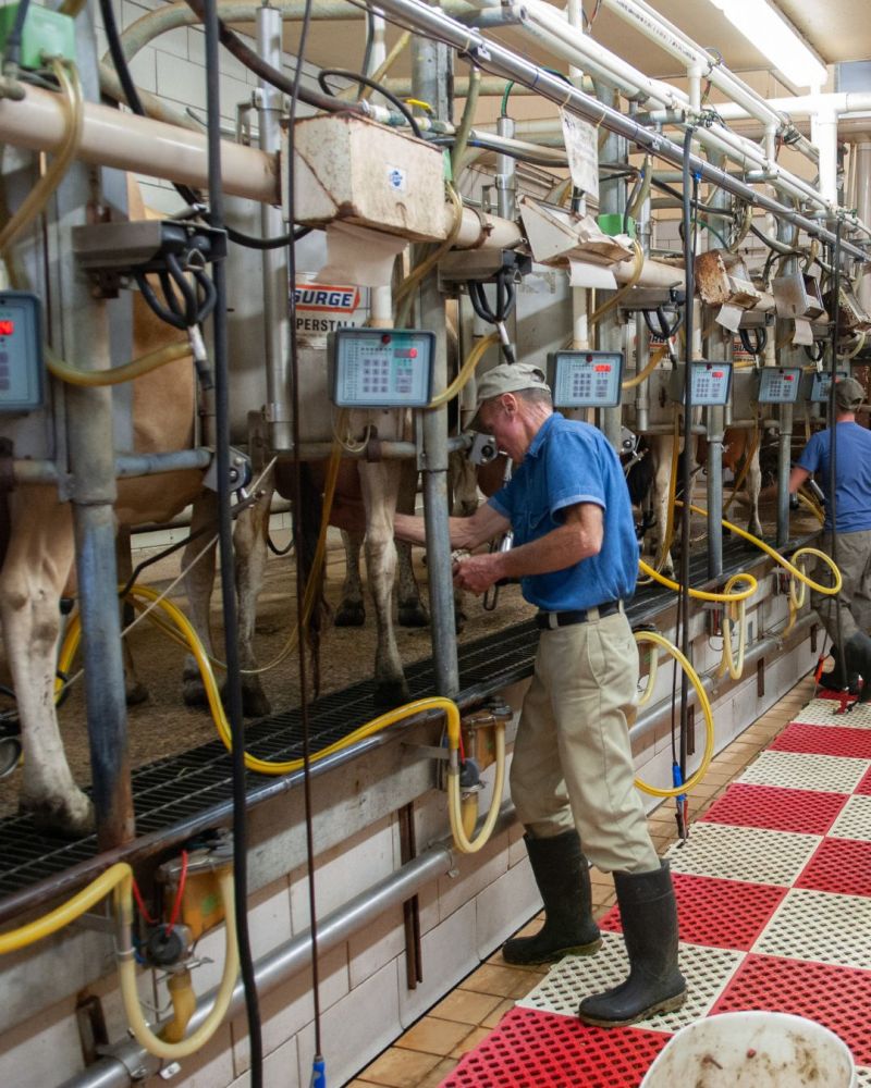 dairy farming has far greater environmental impact than plant based milk farming